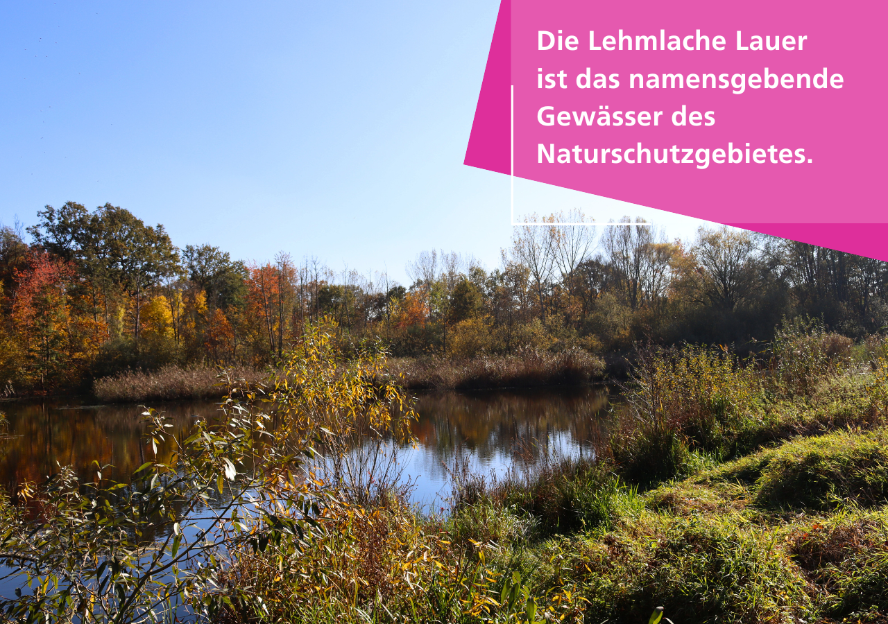 Die Lehmlache Lauer ist das namensgebende Gewässer des Naturschutzgebietes.