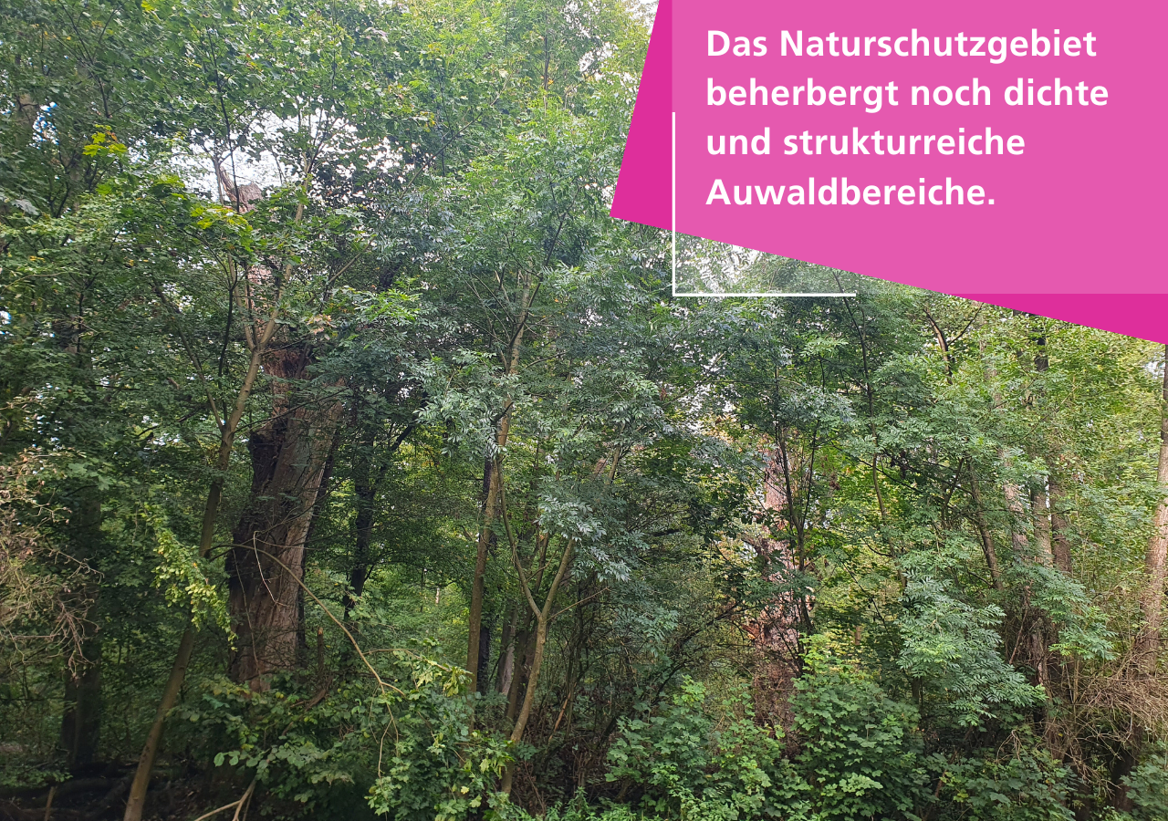 Die Burgaue beherbergt noch dichte und strukturreiche Auwaldbereiche.