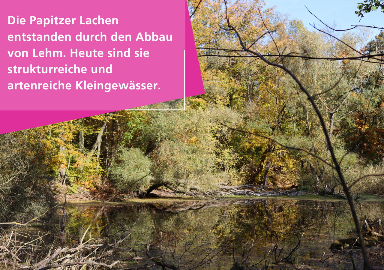 Die Papitzer Lachen entstanden durch den Abbau von Lehm. Heute sind sie strukturreiche und artenreiche Kleingewässer.