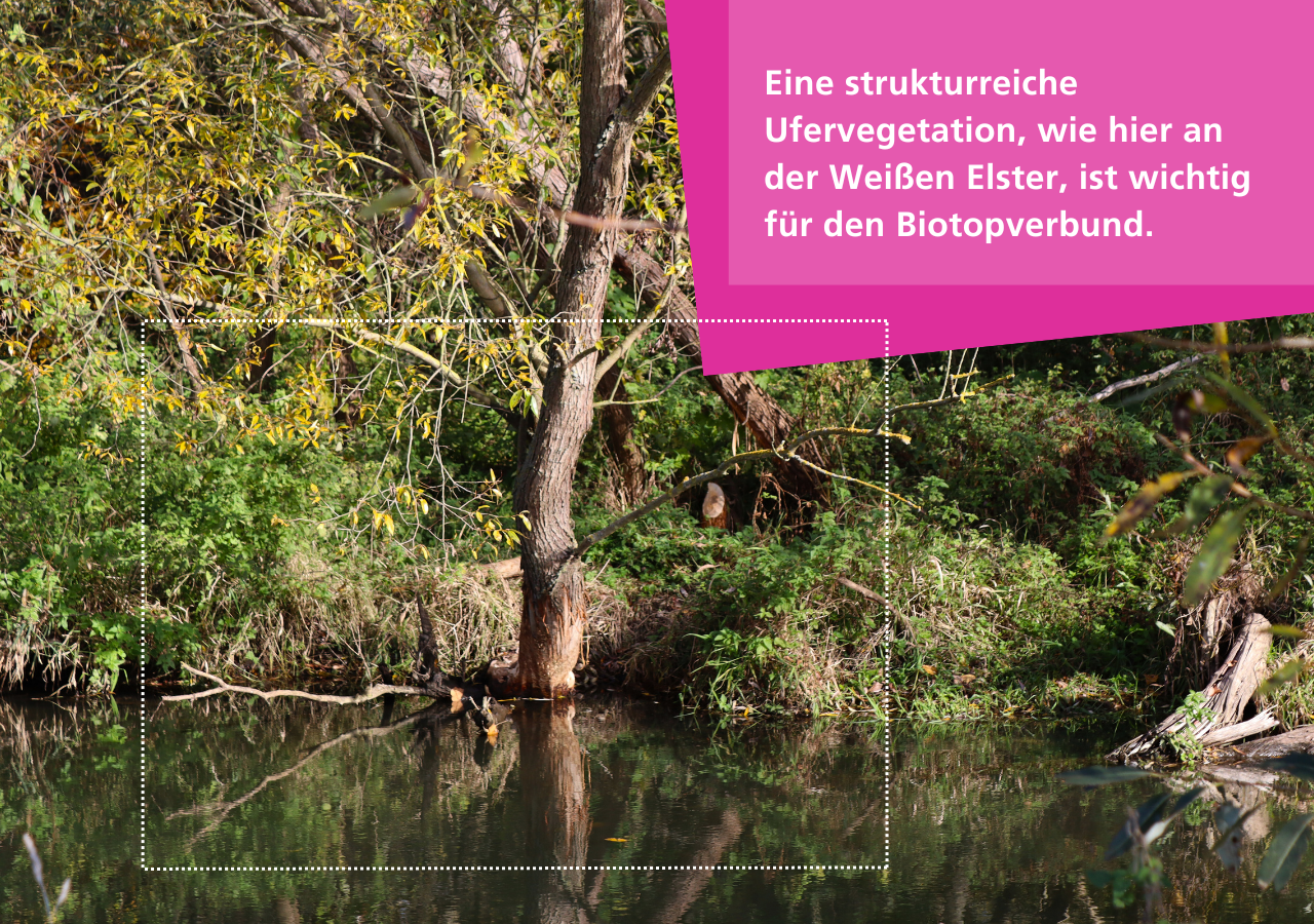 Eine strukturreiche Ufervegetation ist wichtig für den Biotopverbund.