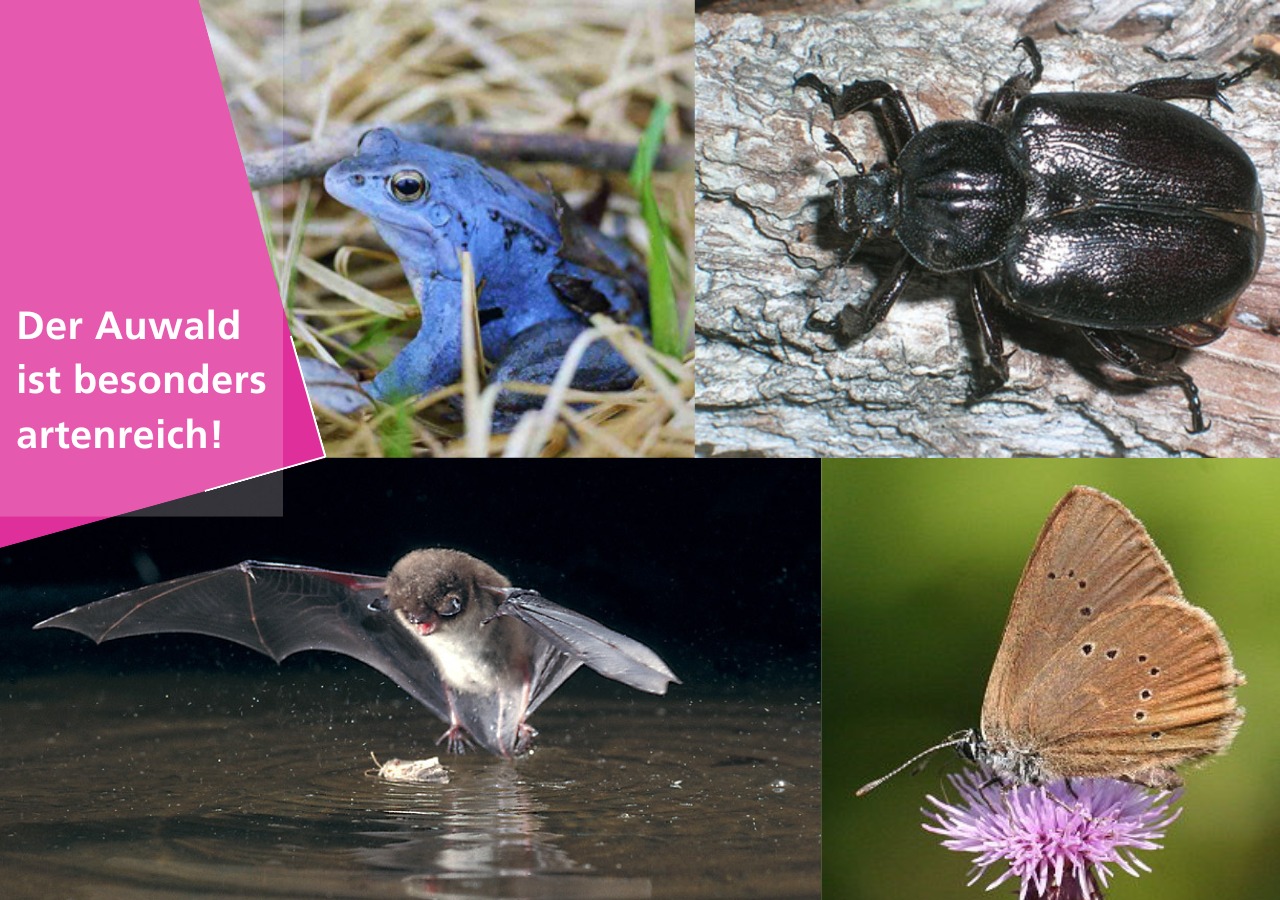 Die Lehmlache Lauer ist das namensgebende Gewässer des Naturschutzgebietes.