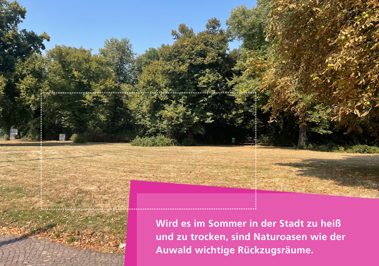 Wird es in der Stadt zu heiß und zu trocken, sind Naturoasen wie der Auwald wichtige Rückzugsräume.