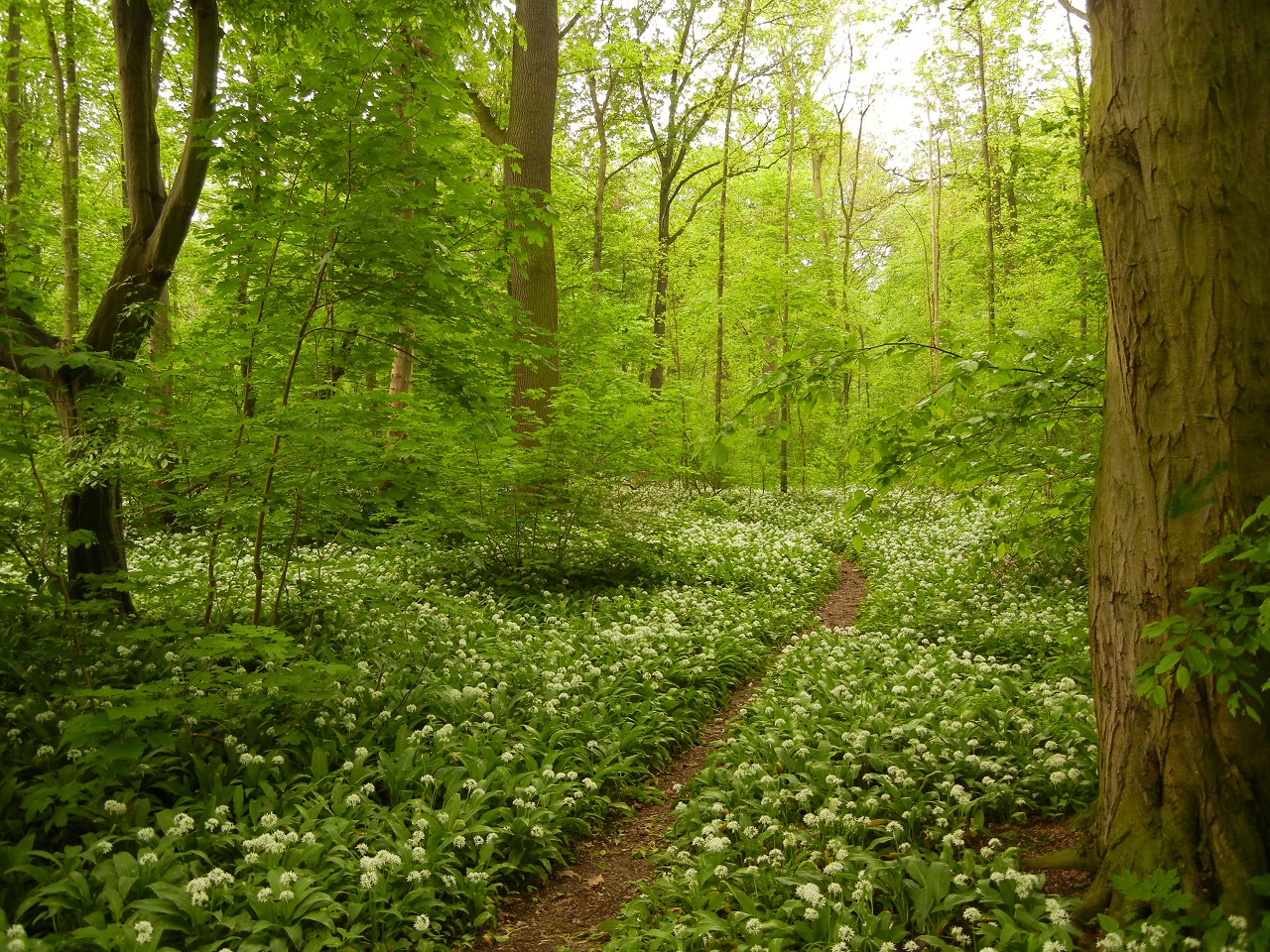 Der Auwald ist kein Parkplatz