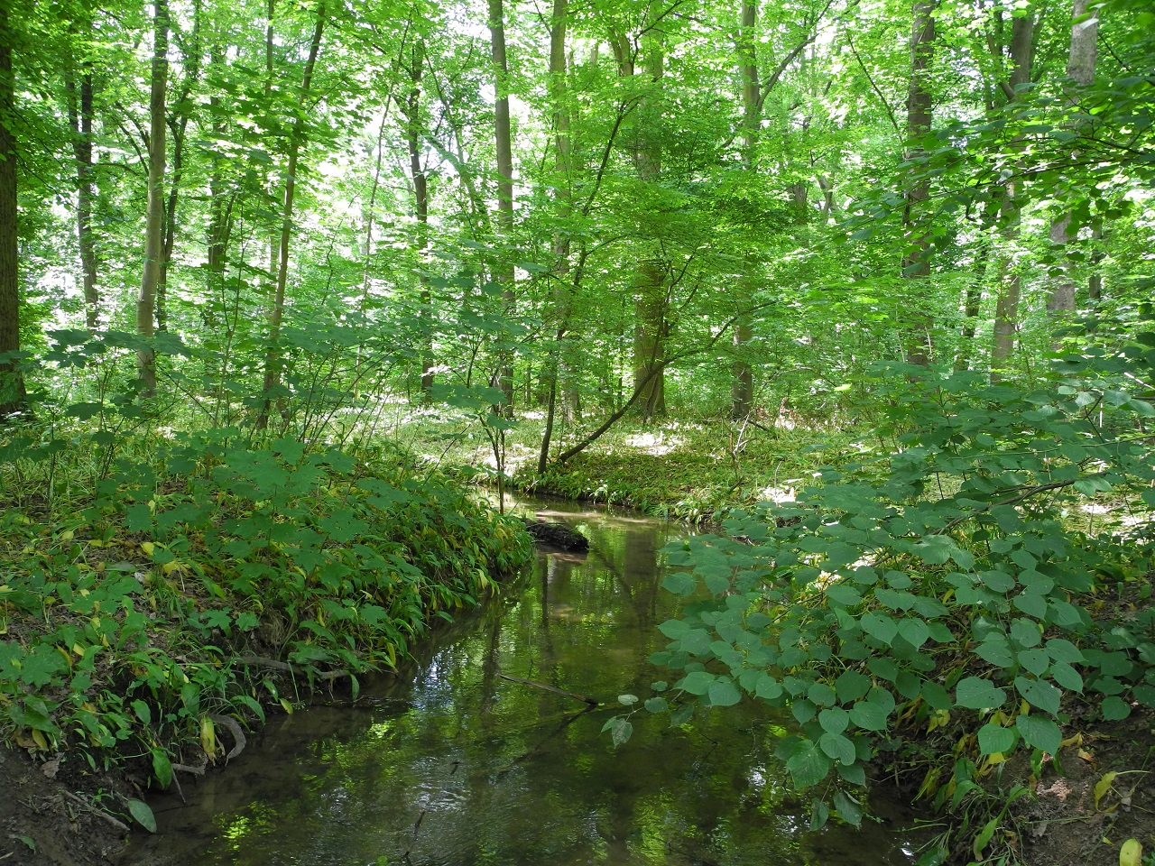 Blick auf den Burgauenbach