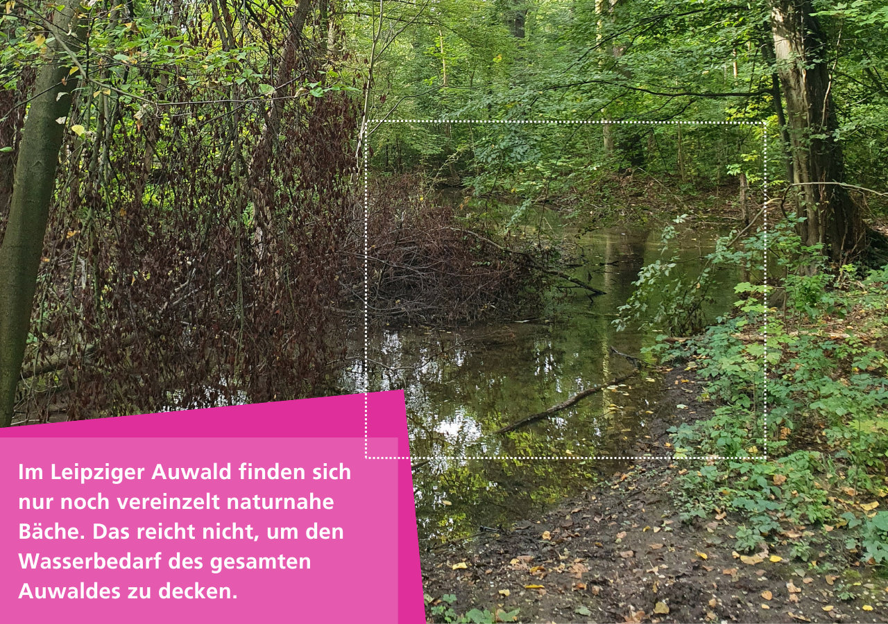 Der Burgauenbach in der Burgaue im Nordwesten von Leipzig.