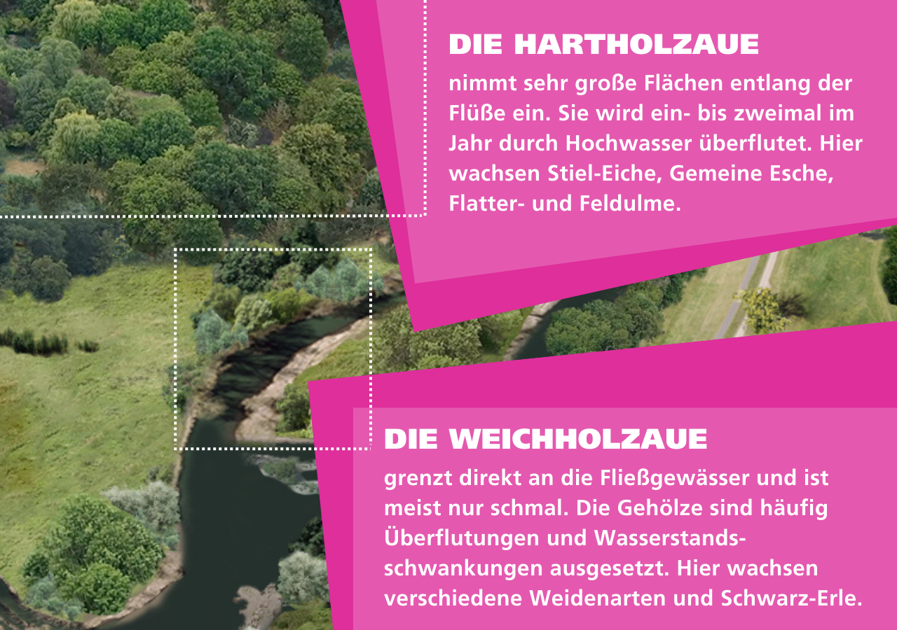 Das Schema zeigt Auwaldtypen. Ein Auwald setzt sich aus Hartholzaue und in Weichholzaue zusammen. So auch der Leipziger Auwald