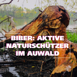 Baumfällungen, Burgen und Dämme mit Biberteichen: Kaum ein anderes Tier gestaltet seine Umwelt so umfangreich wie der Biber.