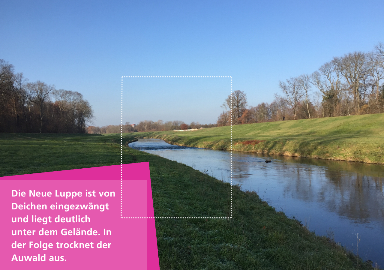 Die Neue Luppe ist von Deichen eingezwängt und liegt deutlich unter dem Gelände. In der Folge trocknet der Leipziger Auwald aus.