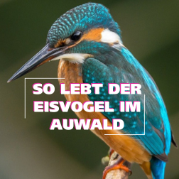 Mit viel Glück lässt sich der blaue Eisvogel im Leipziger Auwald beobachten.