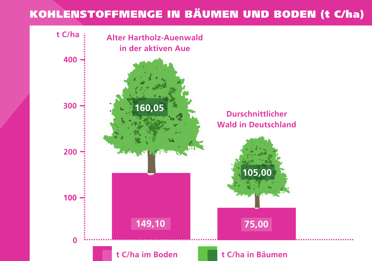 Das Schema zeigt, viel viel mehr CO2 Auwälder im Vergleich zu durchschnittlichen Wäldern speichern.