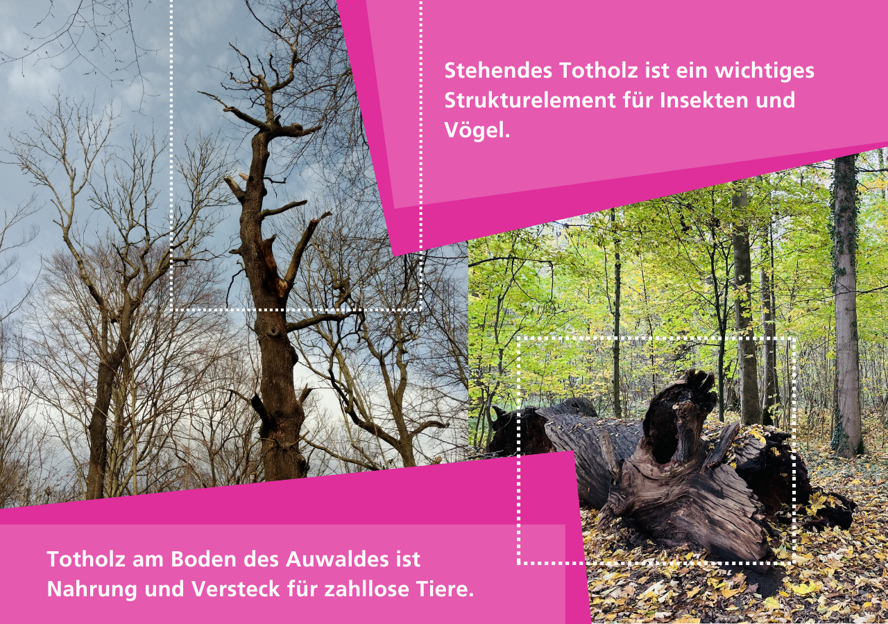 Ein gesunder Auwald braucht Totholz und alte Bäume. Sie sind Lebensräume für viele weitere Tier- und Pflanzenarten.