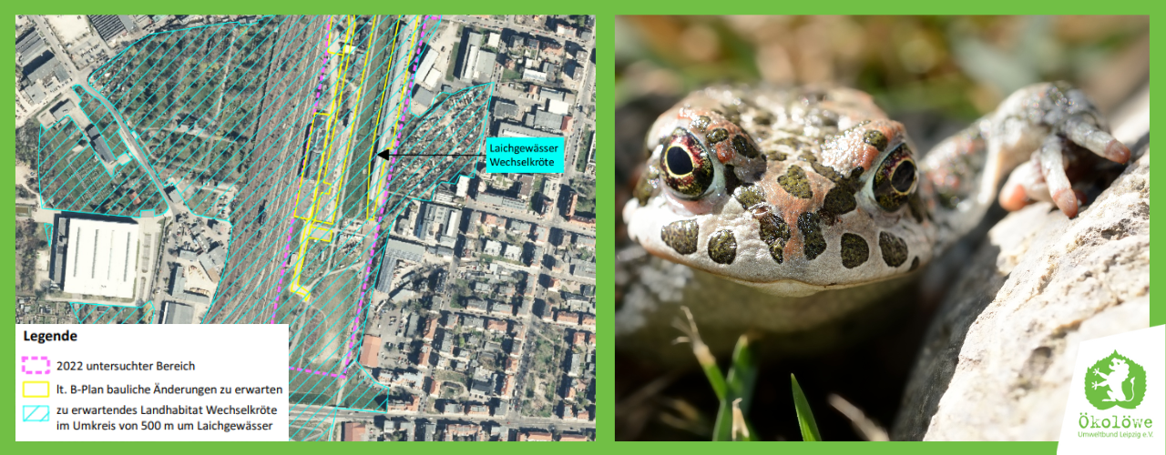 Die Wechselkröte und ihr Lebensraum am Bürgerbahnhof Plagwitz.