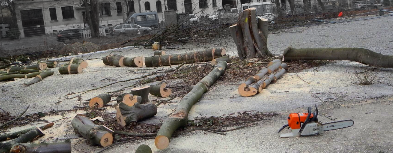 ein frisch gefällter Baum liegt zerstückelt auf dem Boden. Daneben liegt eine Kettensäge