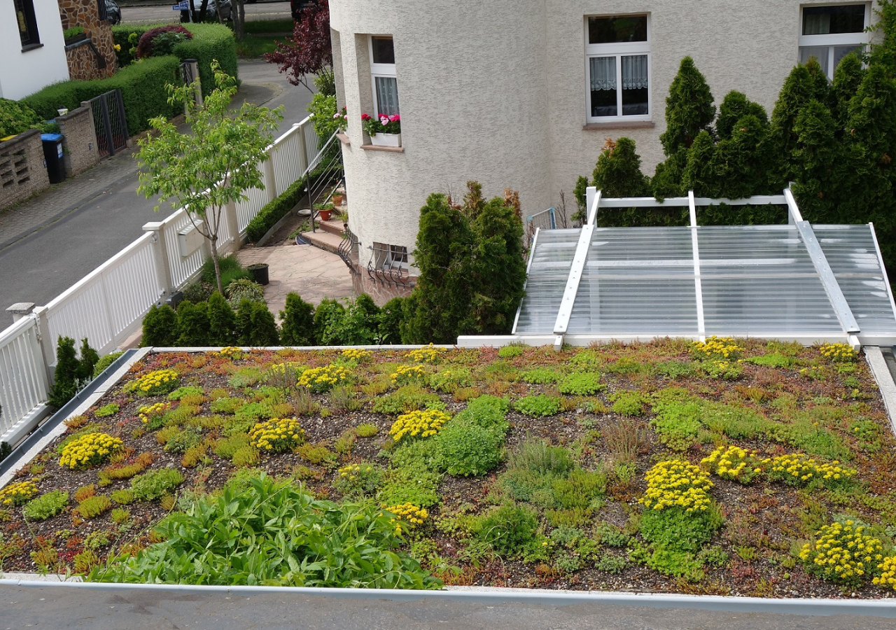 Grüne Dächer haben das Potential wertvolle lebendige Grünflächen zu sein, die wir in Zeiten von Klimakrise und Artensterben dringend brauchen.