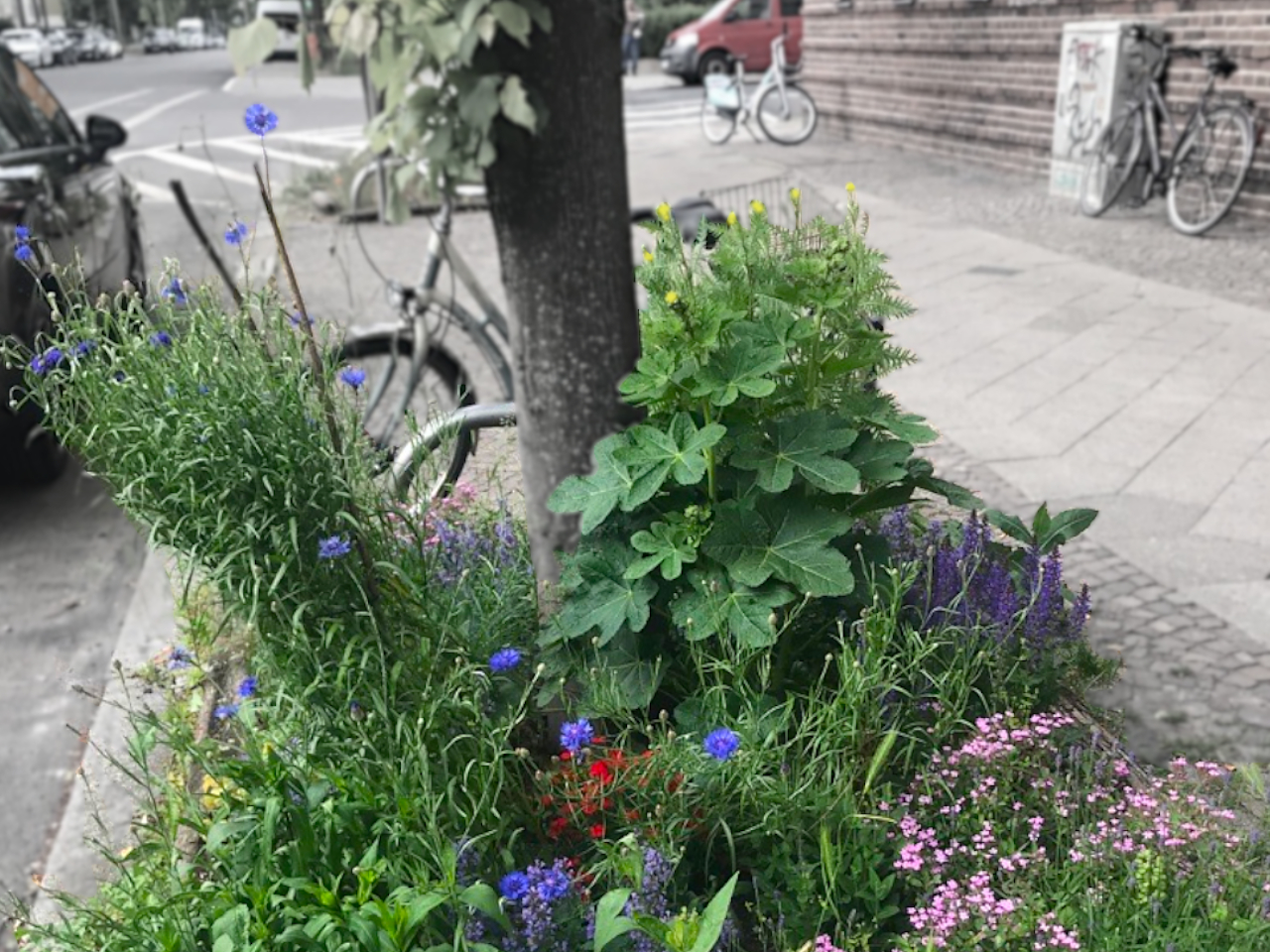 bepflanzte Baumscheibe