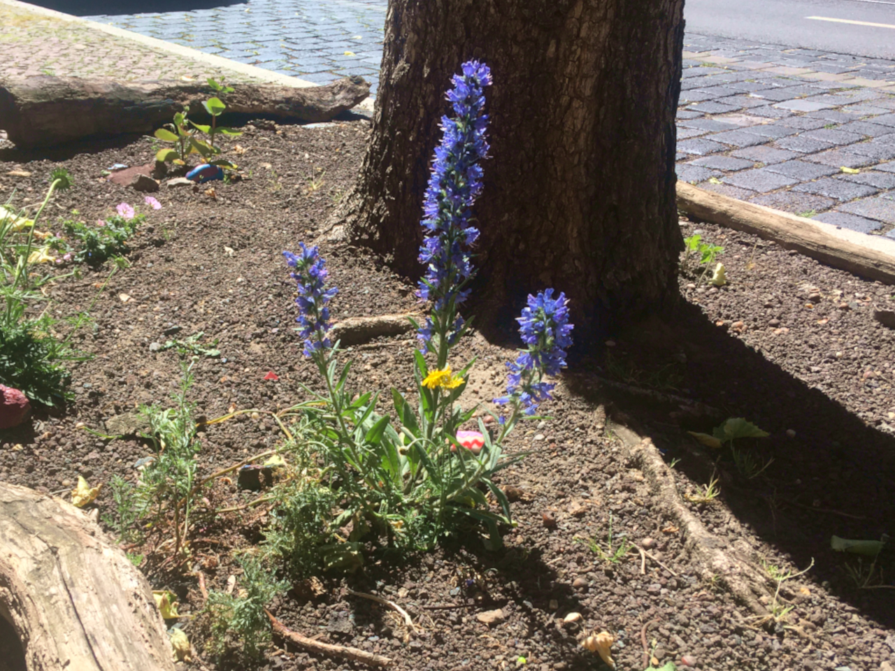 Begrünte Leipziger Baumscheibe u.a. mit blau blühendem Natternkopf