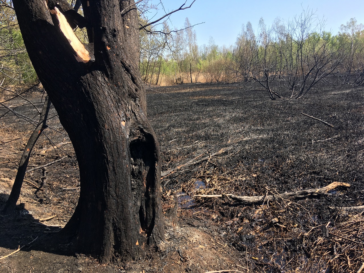 Verkohlter Baum am Rand des Flächenbrands