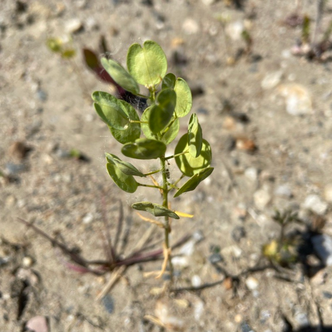 Acker-Hellerkraut am Kohlrabizirkus