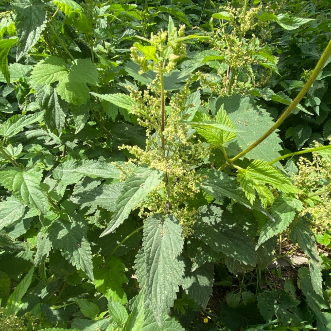 Brennnessel in Gohlis