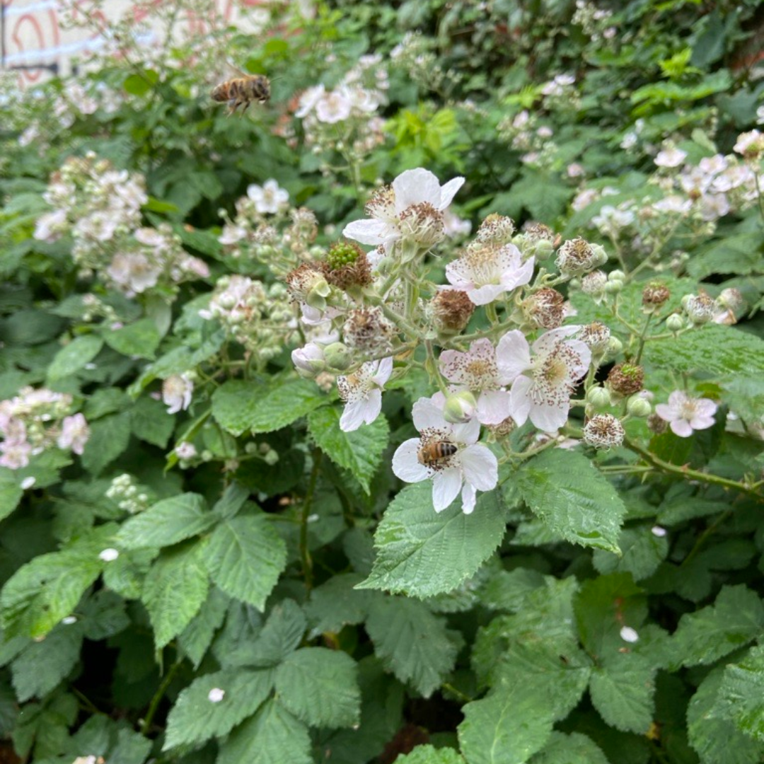 Brombeere in Lindenau