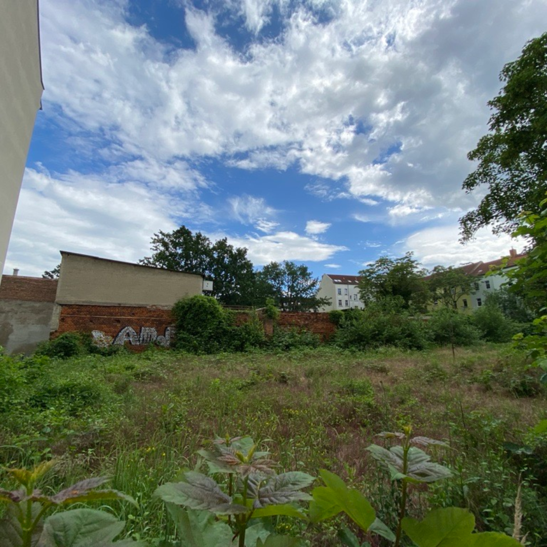 Dichter Bewuchs in Lindenau