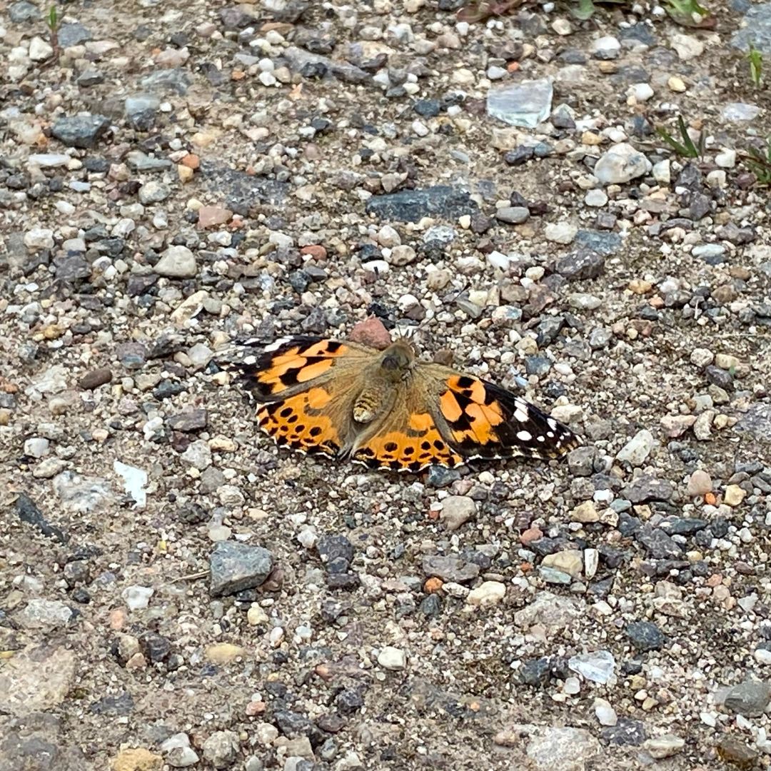 Distelfalter in Plagwitz