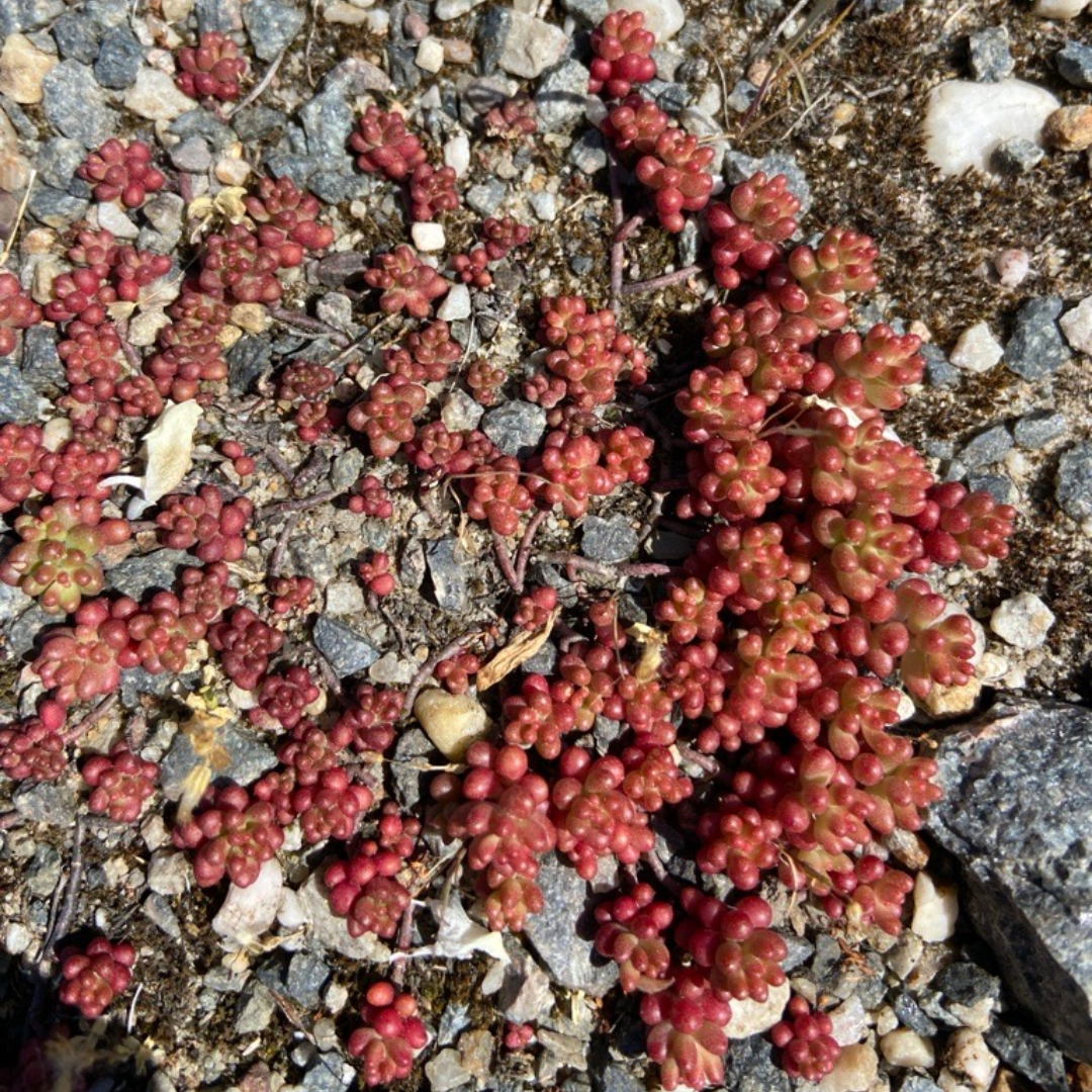 Fetthenne am Kohlrabizirkus