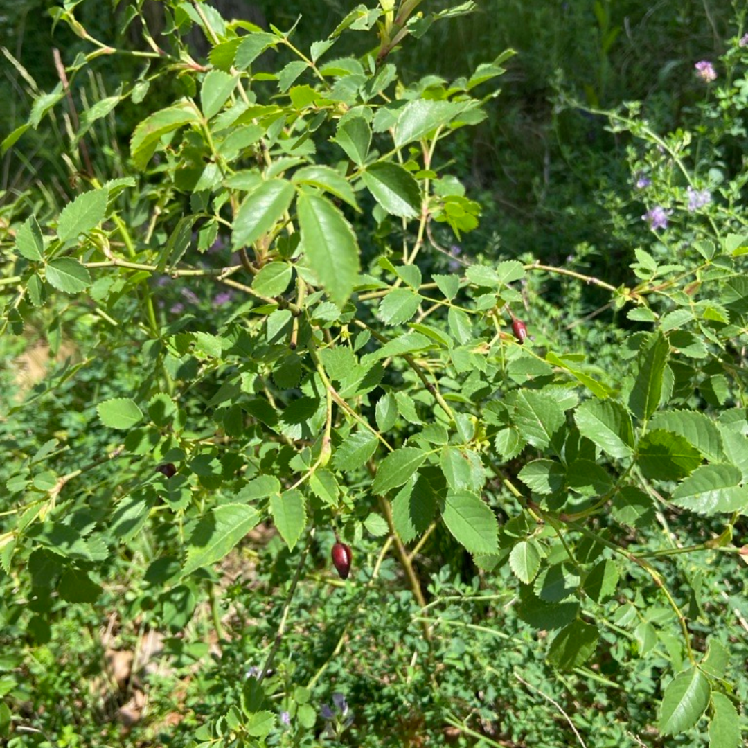 Hagebutten in Reudnitz