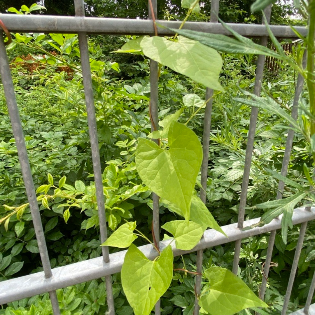 Hecken-Flügelknöterich in Reudnitz