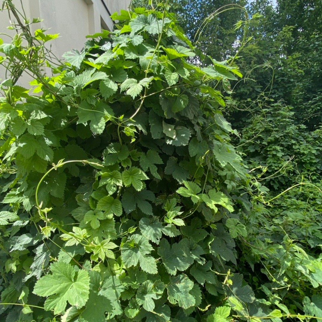 Hopfen und Waldrebe in Gohlis