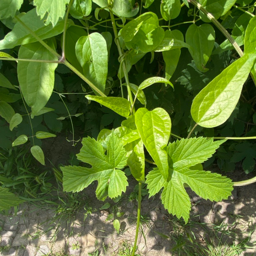 Hopfen und Waldrebe in Gohlis