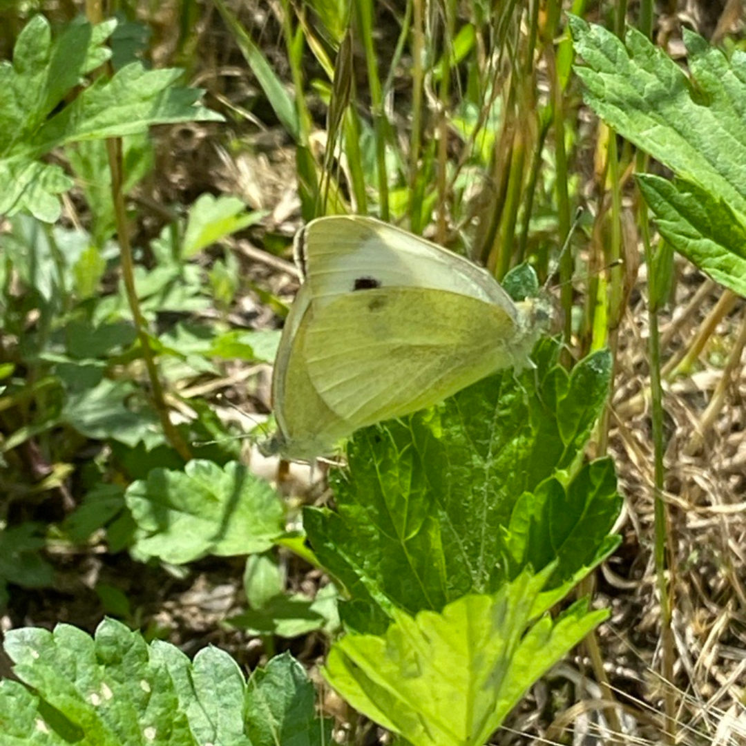 Kleine Kohlweißlinge bei der Paarung in Reudnitz