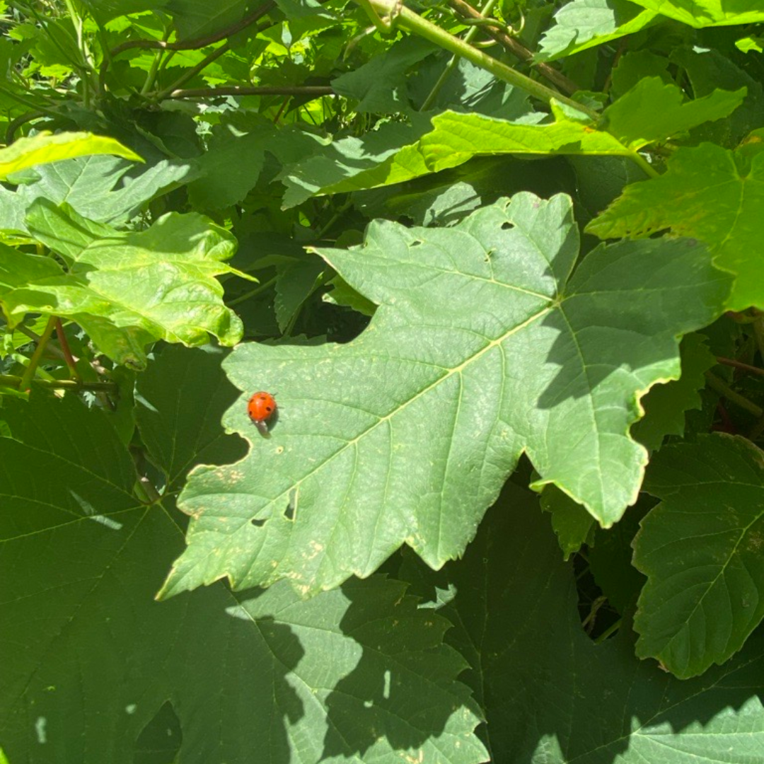 Marienkäfer in Gohlis