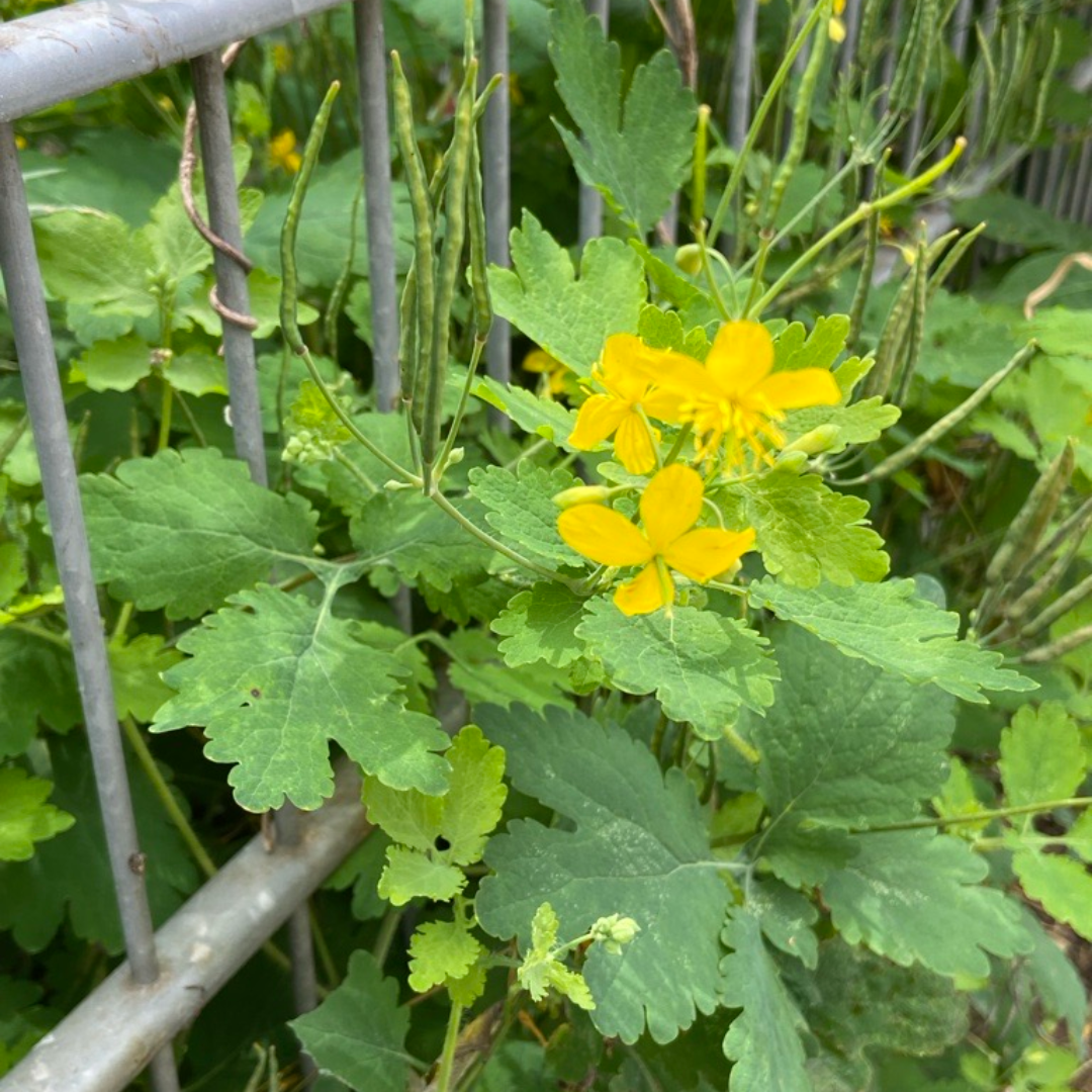 Schöllkraut in Reudnitz