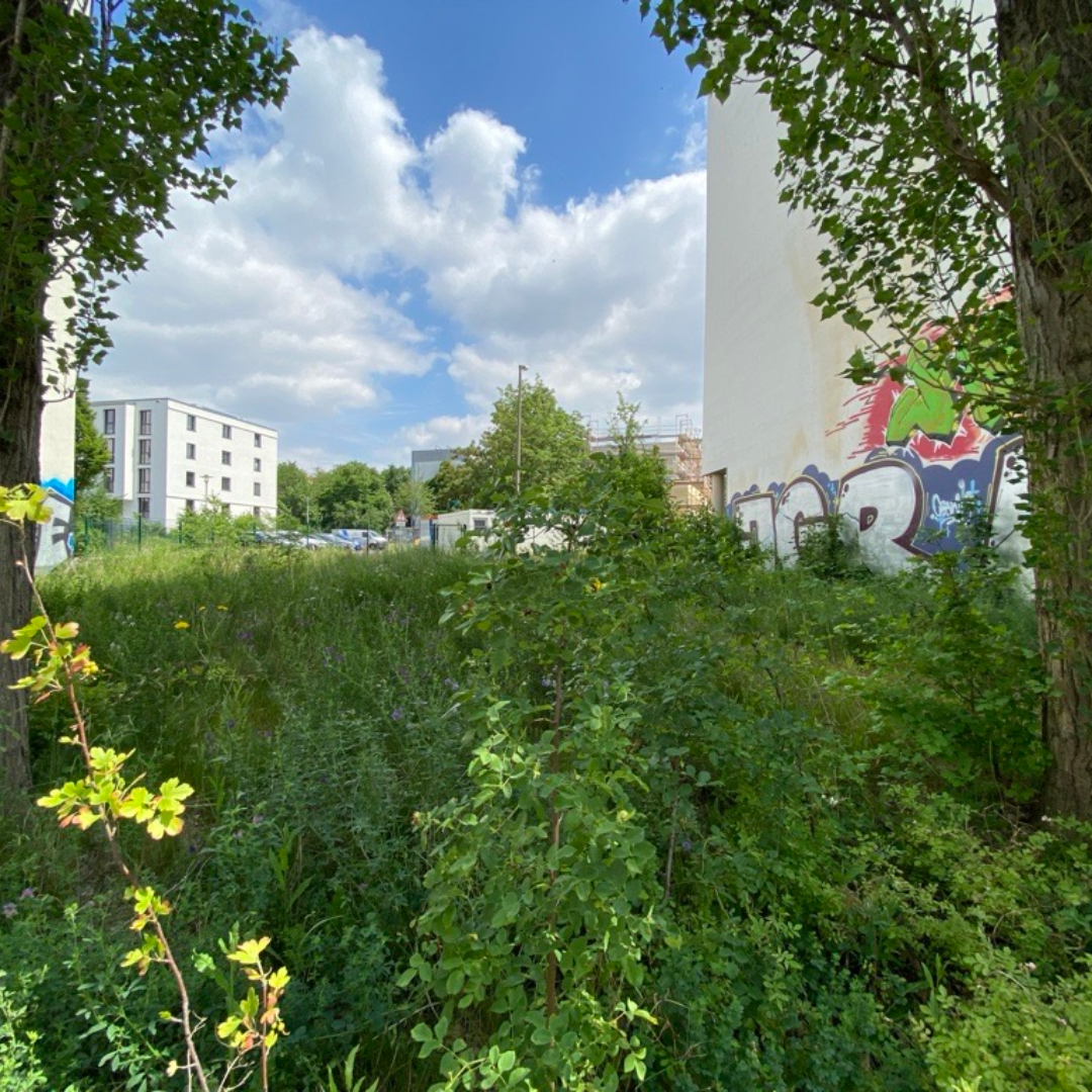 Schattige Brache in Reudnitz