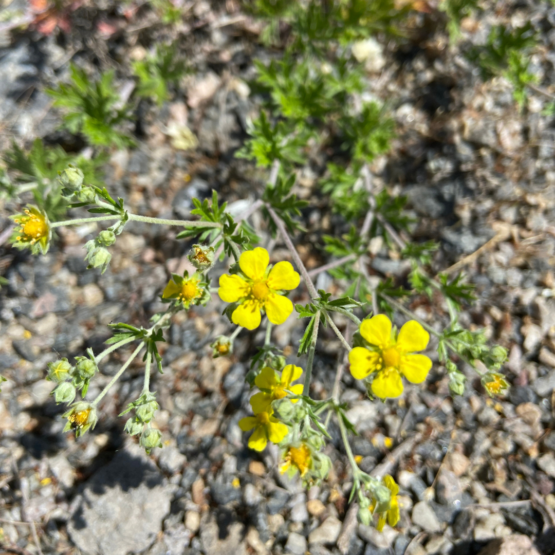 Silber-Fingerkraut am Kohlrabizirkus