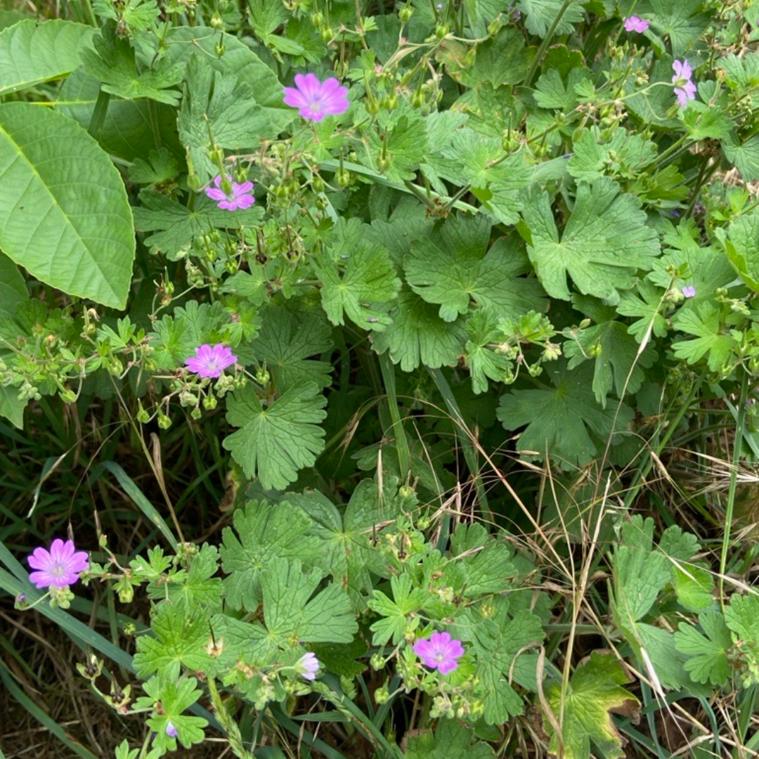 Storchschnabel in Plagwitz