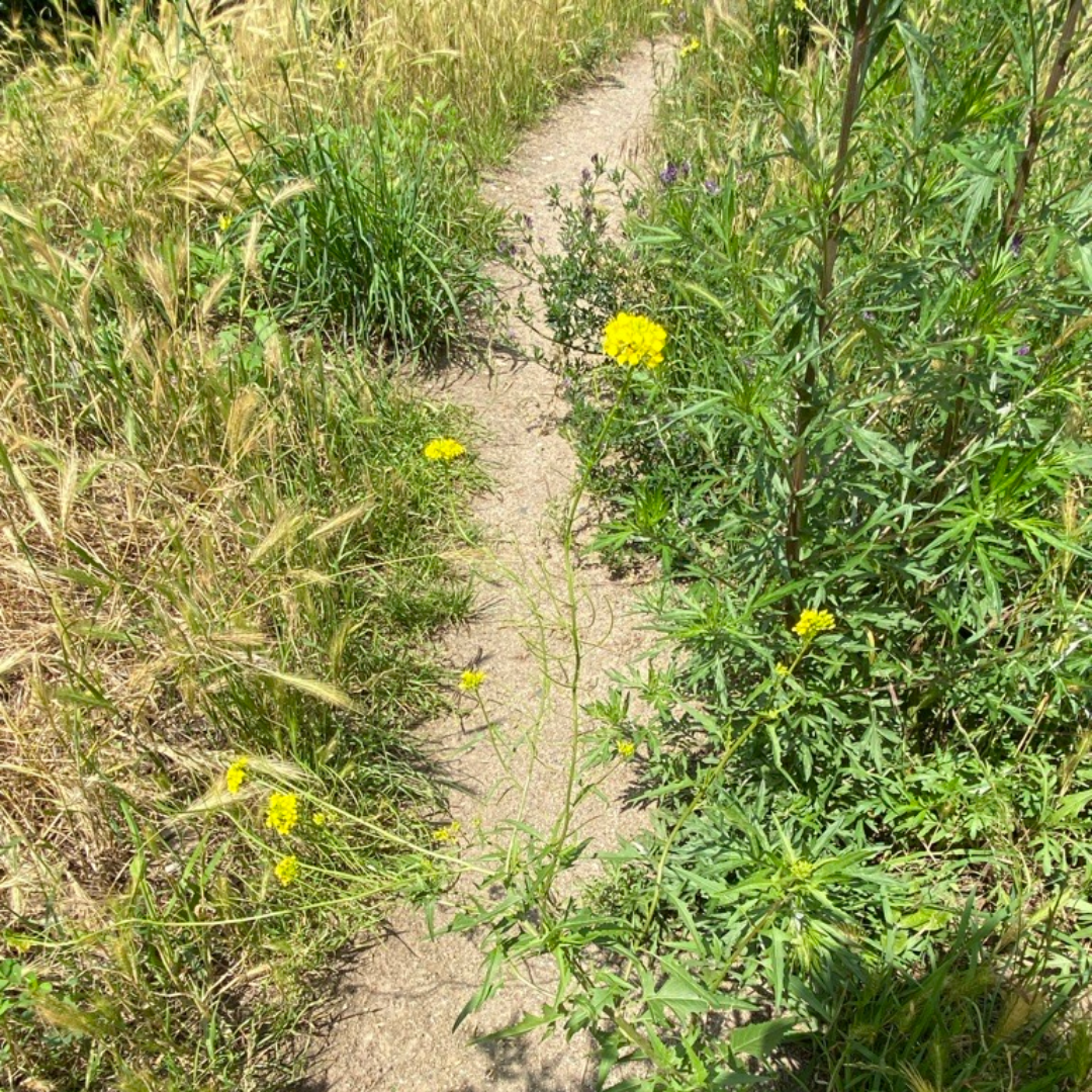 Trampelpfad in Reudnitz