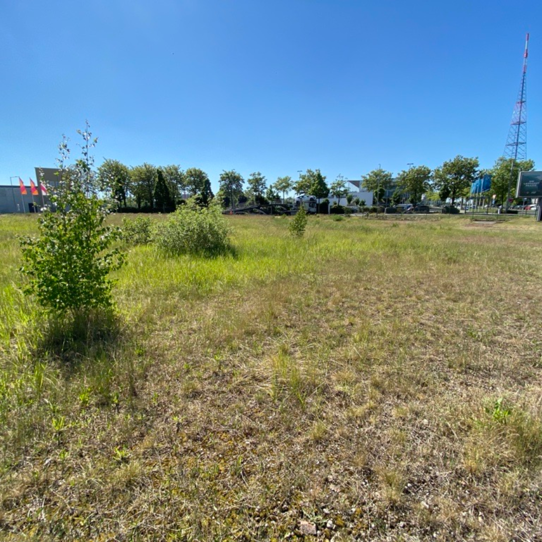 Vereinzelte Sträucher in Leipzig-Südost