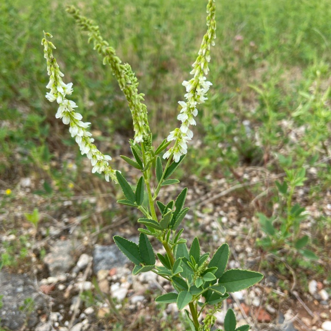 Weißer Steinklee in Plagwitz
