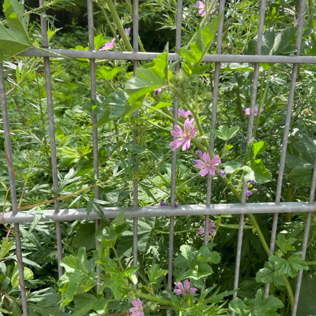 Wilde Malve in Reudnitz