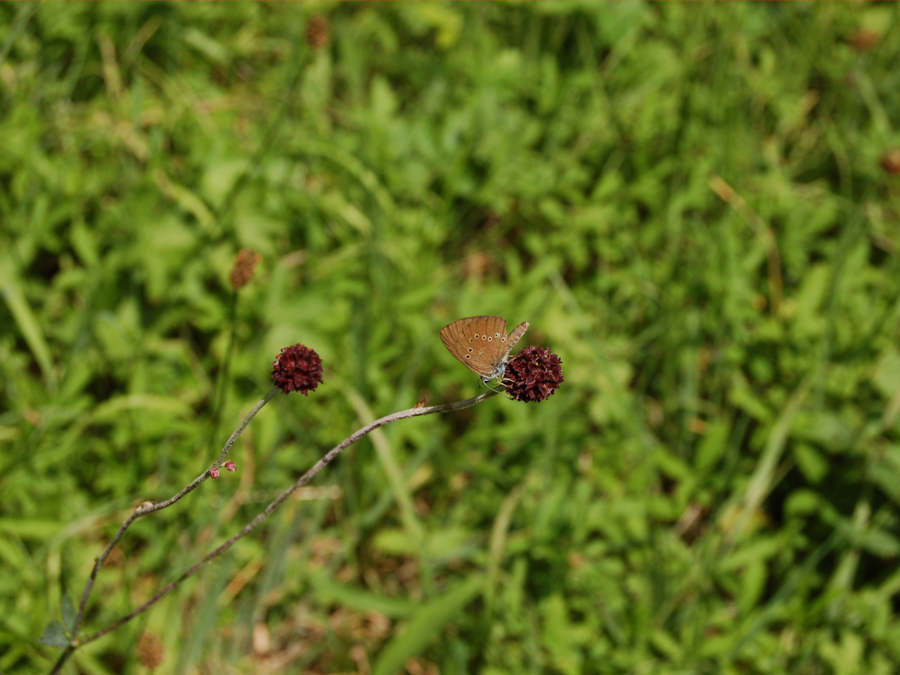 Ameisenbläuling am Wiesenknopf