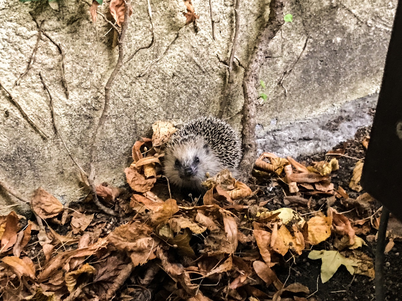 Igel im Herbstlaub vor einer grauen Wand schaut niedlich in die Kamera