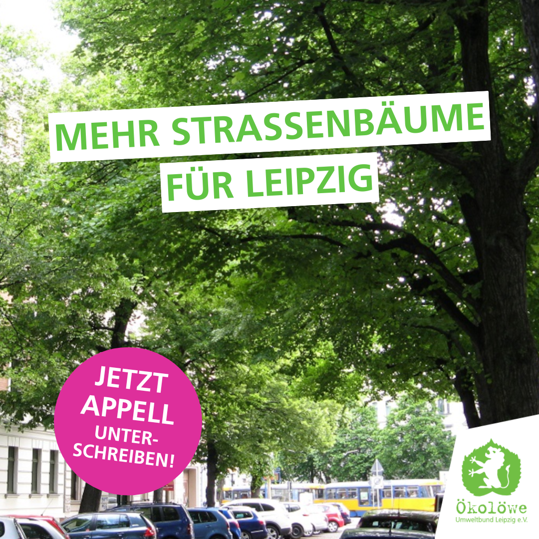 Mehr Straßenbäume für Leipzig