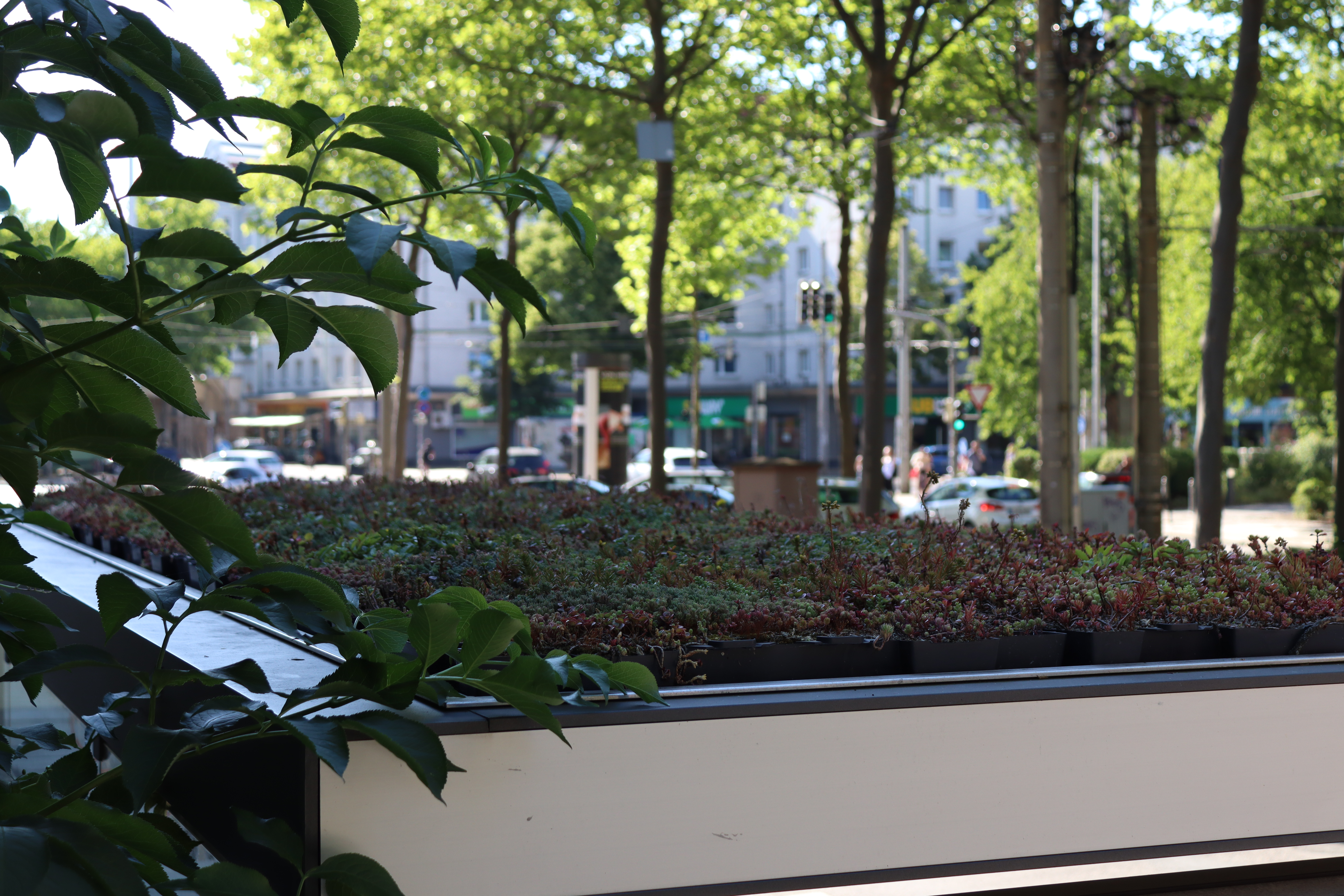 Das Bild zeigt das Dach eines Wartehäuschens. Es liefert zwei Quadratmeter Grünfläche.