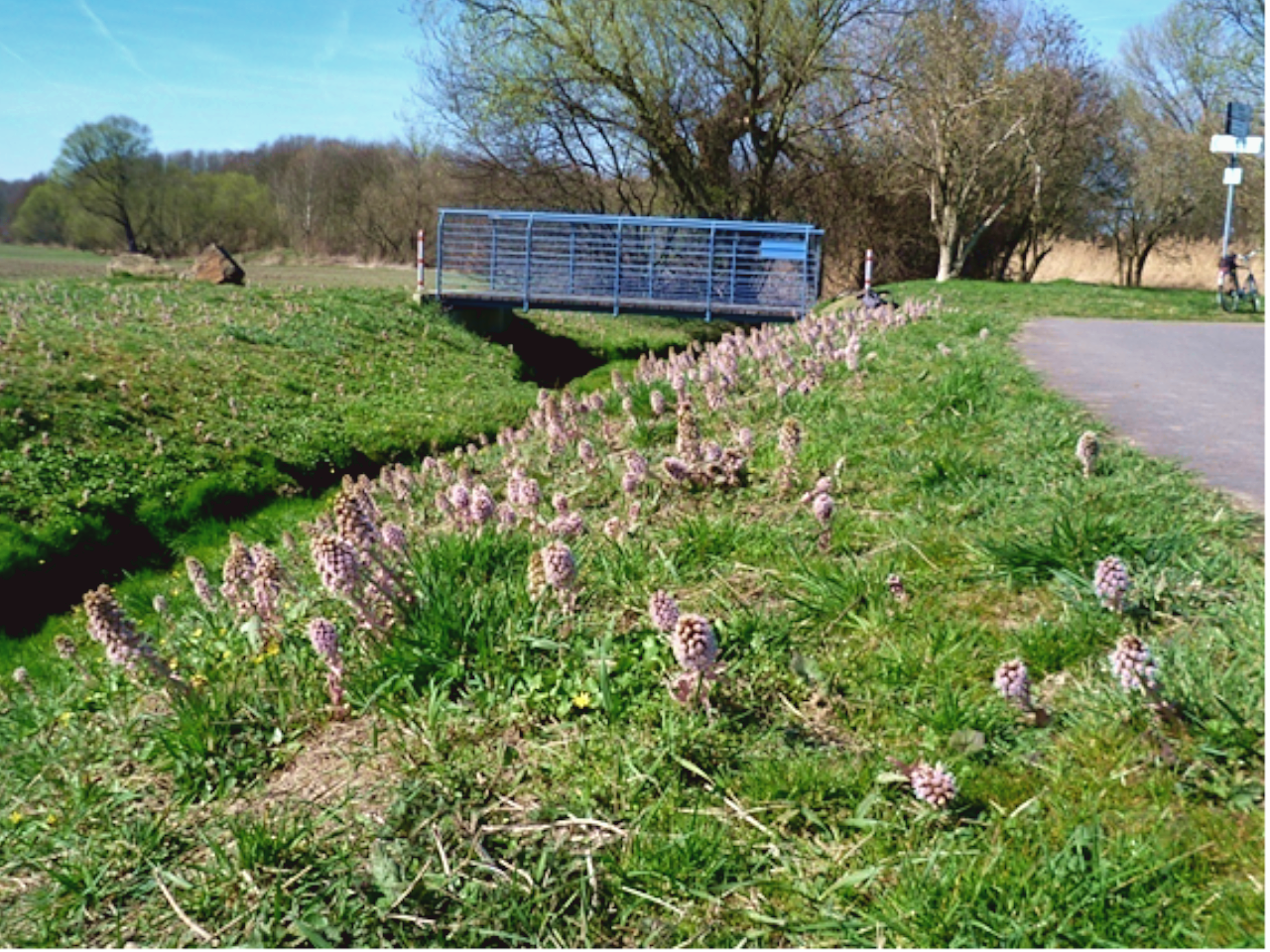 Landesweit bedeutsame Pestwurzflur im zentralen Teil der Weinteichsenke
